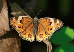 Junonia orithya