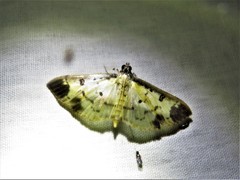 Eulepte concordalis