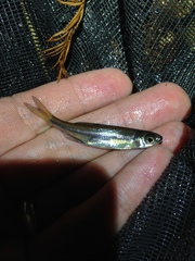 Notropis amoenus