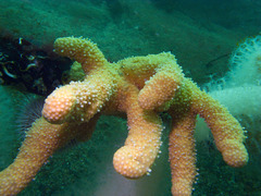Alcyonium digitatum