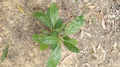 Pavetta australiensis