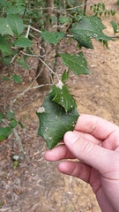 Alchornea ilicifolia
