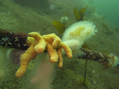 Alcyonium digitatum