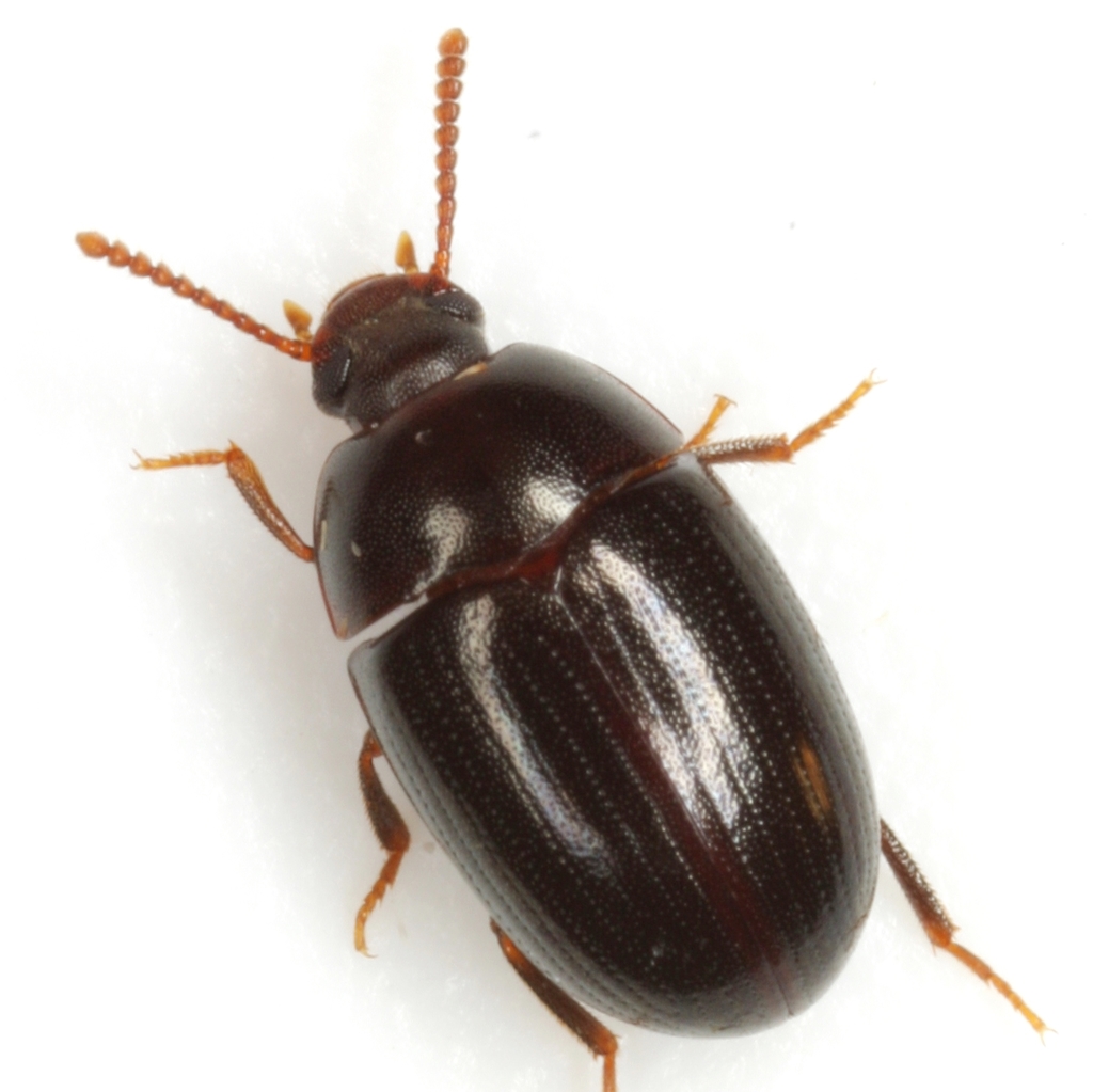 Platydema