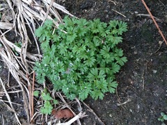 Alchemilla australis