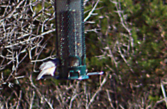 Baeolophus atricristatus