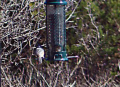 Baeolophus atricristatus