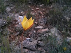 Tulipa sylvestris australis