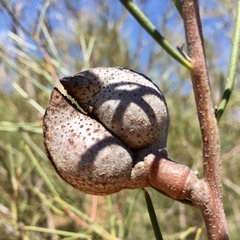 Hakea tephrosperma