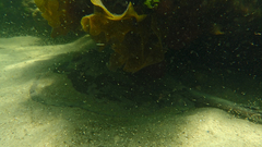 Trygonoptera imitata