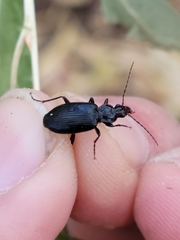 Platynina