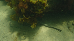Trygonoptera imitata