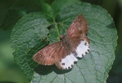 Tagiades ultra
