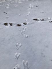 Sciurus carolinensis