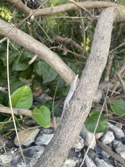 Anolis conspersus