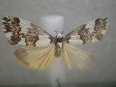 Philenora elegans