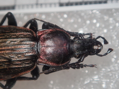 Carabus morbillosus