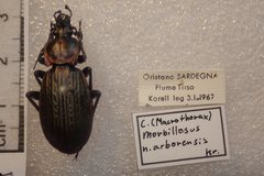 Carabus morbillosus