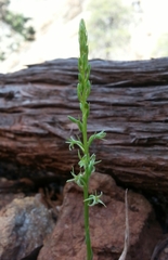 Platanthera leptopetala