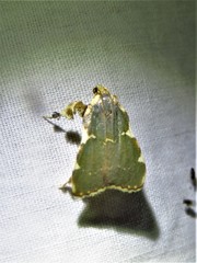 Parachma rufoflavalis