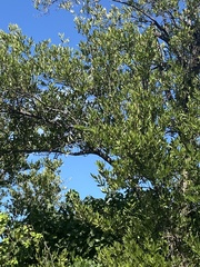 Amazona leucocephala