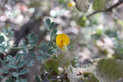 Adesmia denticulata