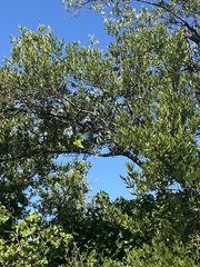 Amazona leucocephala