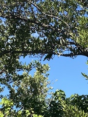 Amazona leucocephala