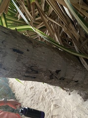 Anolis conspersus