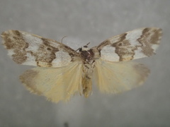 Philenora elegans