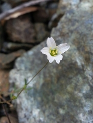 Hesperolinon micranthum