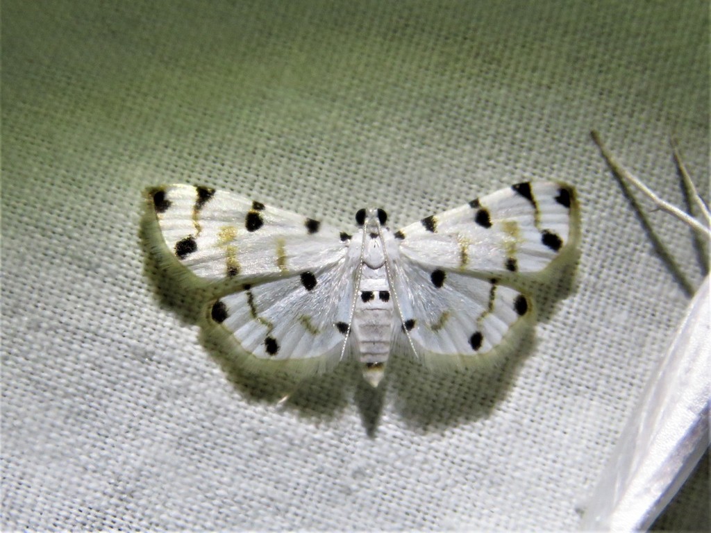 Pycnarmon levinia