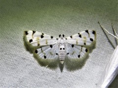 Pycnarmon levinia