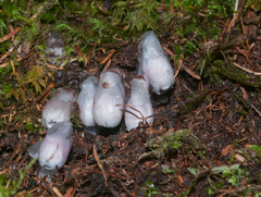 Monotropastrum humile