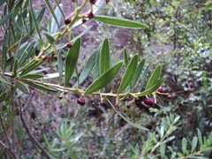 Gaultheria tenuifolia