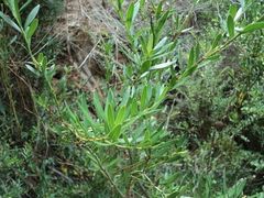 Gaultheria tenuifolia