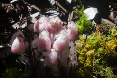 Monotropastrum humile