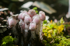 Monotropastrum humile