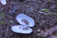 Sagittunio subrostratus