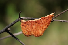 Banksia ericifolia