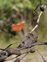 Banksia ericifolia