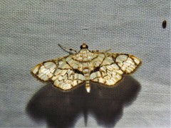 Hileithia obliqualis