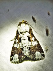 Condica imitata