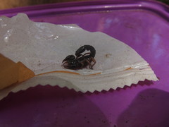 Bothriurus rochensis