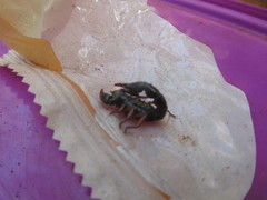 Bothriurus rochensis