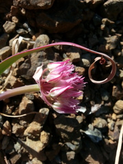 Allium falcifolium