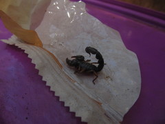 Bothriurus rochensis