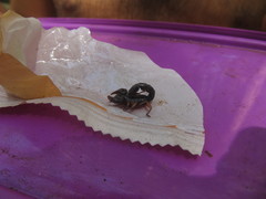 Bothriurus rochensis