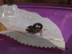 Bothriurus rochensis