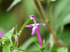 Siphocampylus cordatus